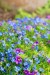 4wildflower5