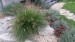 pennisetum