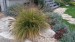 (681)pennisetum